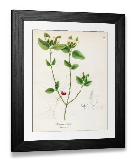 Framed Print : Fly Honeysuckle botanical engraving 1843 Framed Print : Fly Honeysuckle botanical engraving 1843