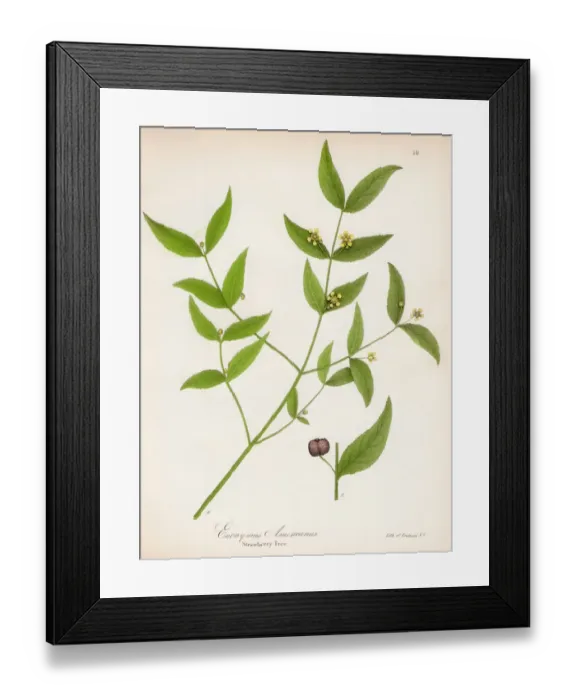 Framed Print : Strawberry tree botanical engraving 1843 Framed Print : Strawberry tree botanical engraving 1843