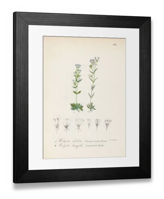Framed Print : Hedyotis violet botanical engraving 1843 Framed Print : Hedyotis violet botanical engraving 1843