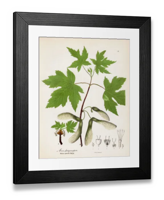 Framed Print : Silver leaved maple botanical engraving 1843 Framed Print : Silver leaved maple botanical engraving 1843