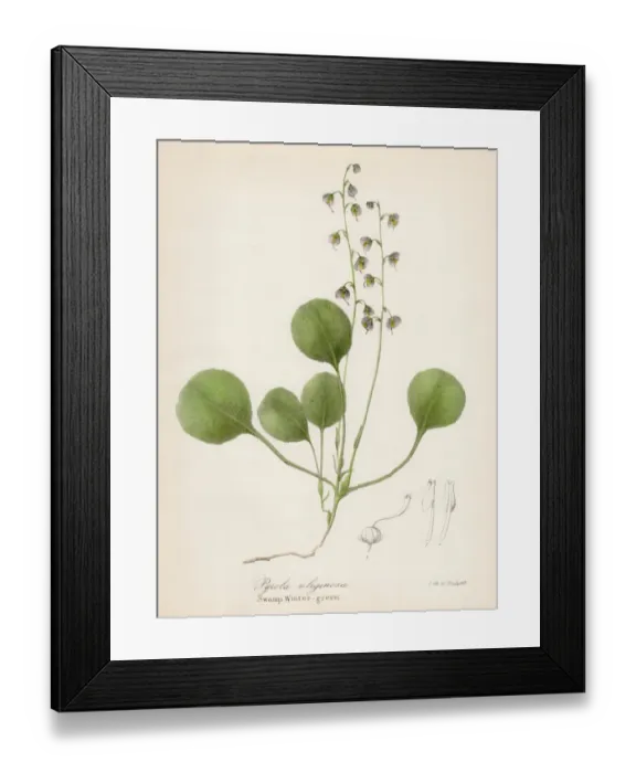 Framed Print : Wintergreen botanical engraving 1843 Framed Print : Wintergreen botanical engraving 1843