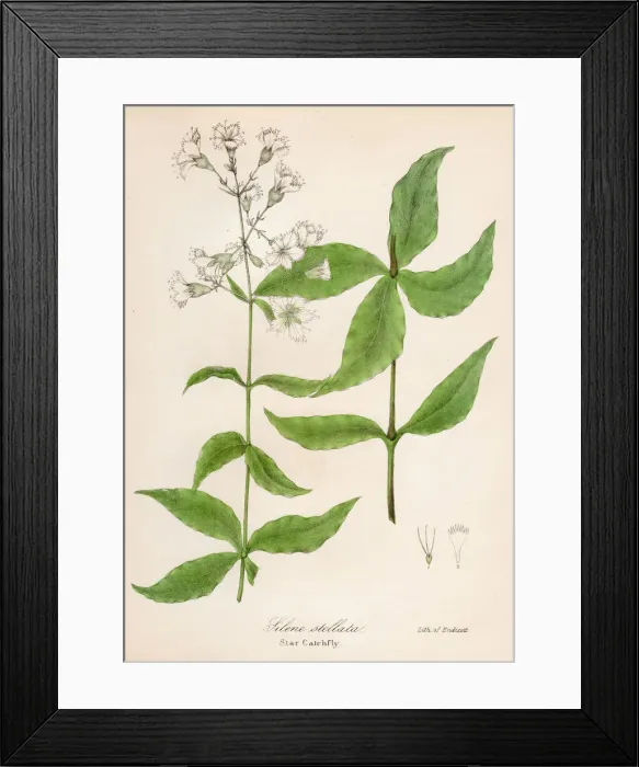 Framed Print : Star catchfly plant botanical engraving 1843 Framed Print : Star catchfly plant botanical engraving 1843