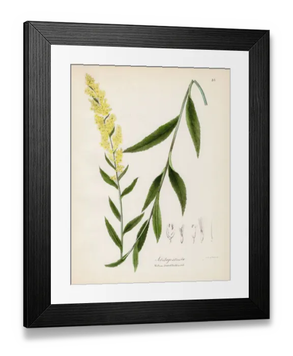 Framed Print : Willow leaved golden rod botanical engraving 1843 Framed Print : Willow leaved golden rod botanical engraving 1843
