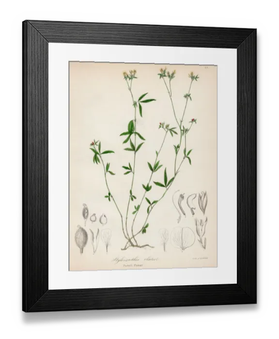 Framed Print : Pencil flower plant botanical engraving 1843