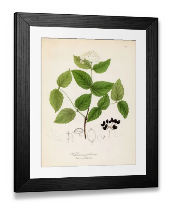 Framed Print : Viburnum pubescens botanical engraving 1843 Framed Print : Viburnum pubescens botanical engraving 1843