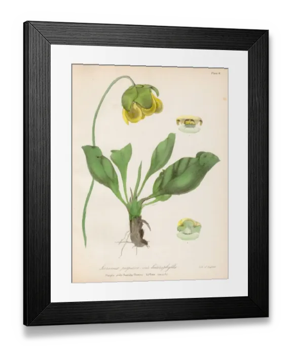 Framed Print : Side-saddle flower botanical engraving 1843 Framed Print : Side-saddle flower botanical engraving 1843