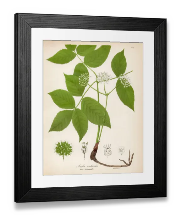 Framed Print : Wild sarsaparilla botanical engraving 1843