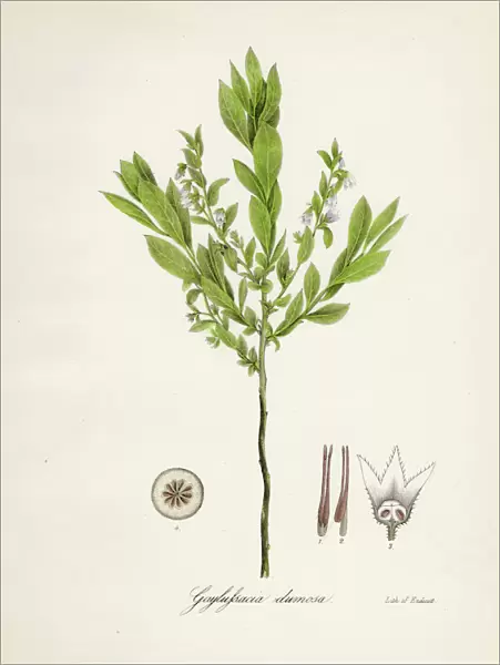 Huckleberry botanical engraving 1843