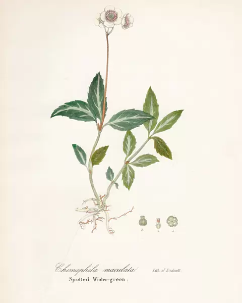 Spotted wintergreen botanical engraving 1843