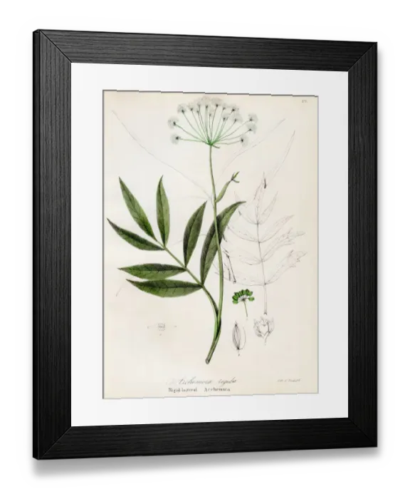 Framed Print : Cowbane botanical engraving 1843 Framed Print : Cowbane botanical engraving 1843