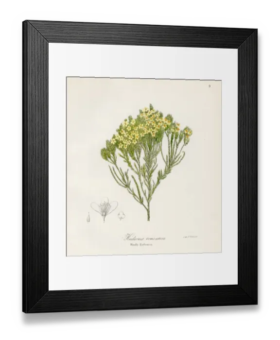 Framed Print : Woolly hudsonia botanical engraving 1843 Framed Print : Woolly hudsonia botanical engraving 1843