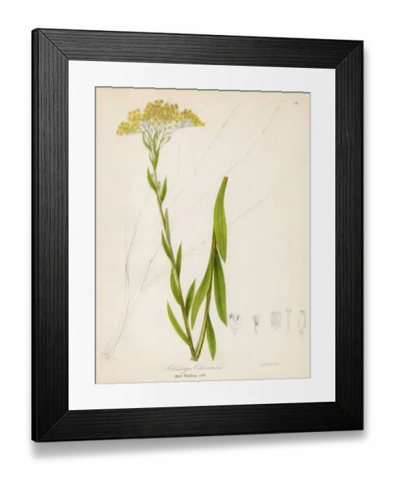 Framed Print : Solidago botanical engraving 1843 Framed Print : Solidago botanical engraving 1843