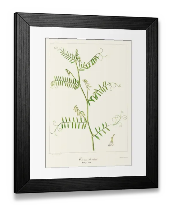 Framed Print : Hairy tare plant botanical engraving 1843 Framed Print : Hairy tare plant botanical engraving 1843