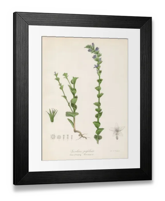 Framed Print : Specularia plant botanical engraving 1843 Framed Print : Specularia plant botanical engraving 1843