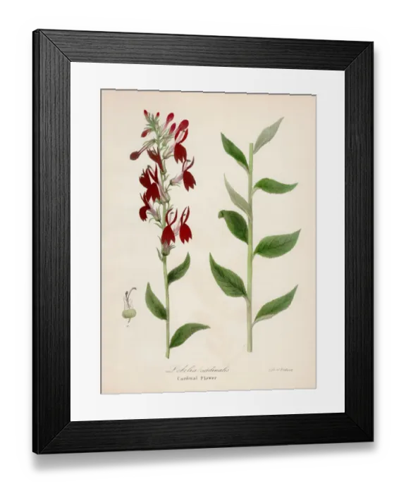 Framed Print : Cardinal flower botanical engraving 1843 Framed Print : Cardinal flower botanical engraving 1843
