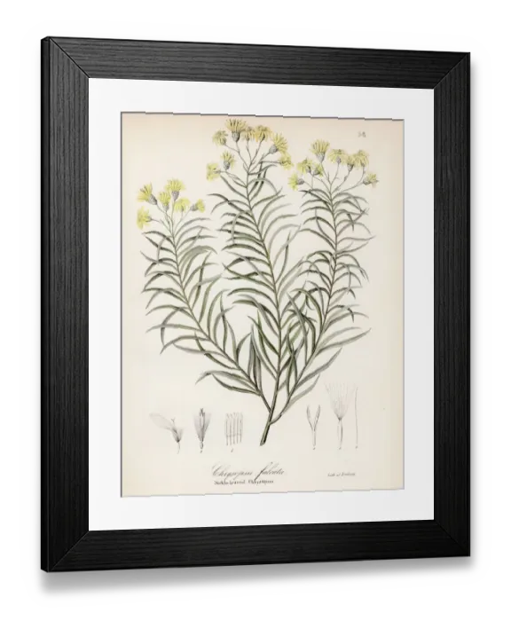 Framed Print : Sickleleaf silkgrass botanical engraving 1843 Framed Print : Sickleleaf silkgrass botanical engraving 1843