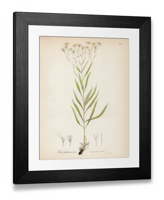 Framed Print : Sneeze Aster botanical engraving 1843 Framed Print : Sneeze Aster botanical engraving 1843
