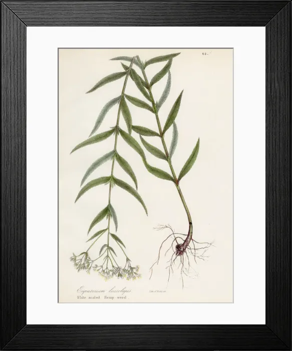 Framed Print : Hemp weed botanical engraving 1843 Framed Print : Hemp weed botanical engraving 1843