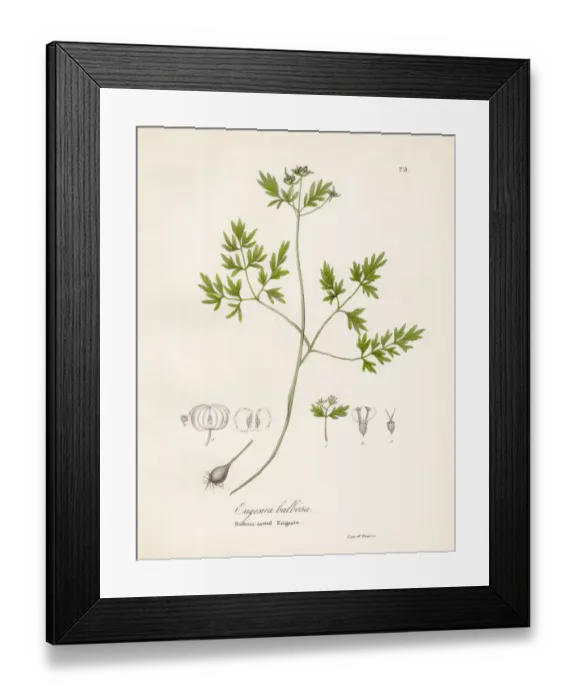 Framed Print : Bulbous eriginia otanical engraving 1843 Framed Print : Bulbous eriginia otanical engraving 1843