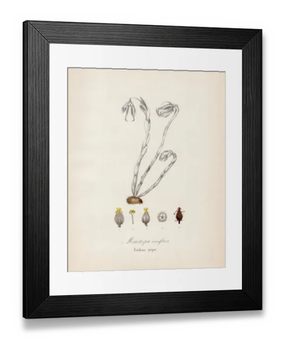 Framed Print : Indian pipe plant botanical engraving 1843 Framed Print : Indian pipe plant botanical engraving 1843
