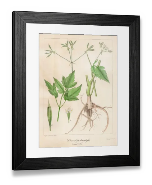 Framed Print : Aniseroot botanical engraving 1843 Framed Print : Aniseroot botanical engraving 1843