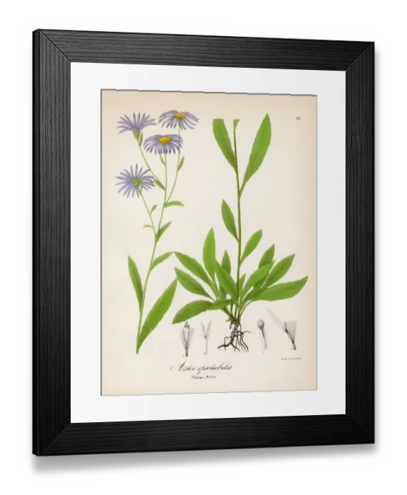 Framed Print : Showy aster botanical engraving 1843 Framed Print : Showy aster botanical engraving 1843