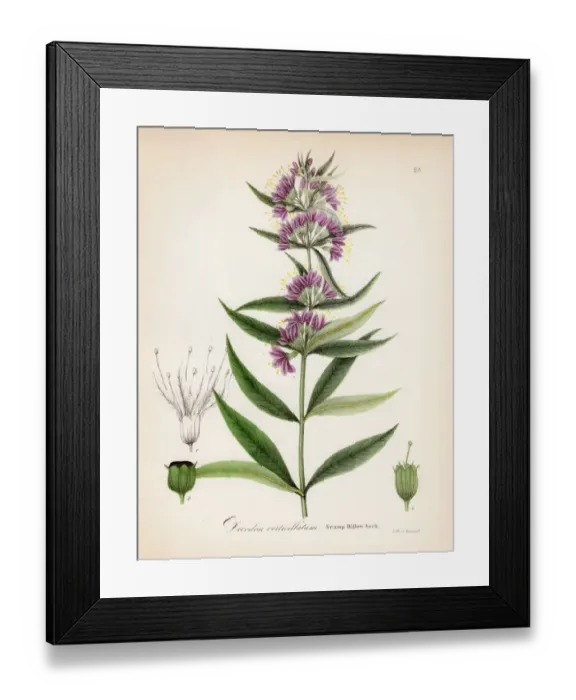 Framed Print : botanical engraving 1843 Framed Print : botanical engraving 1843