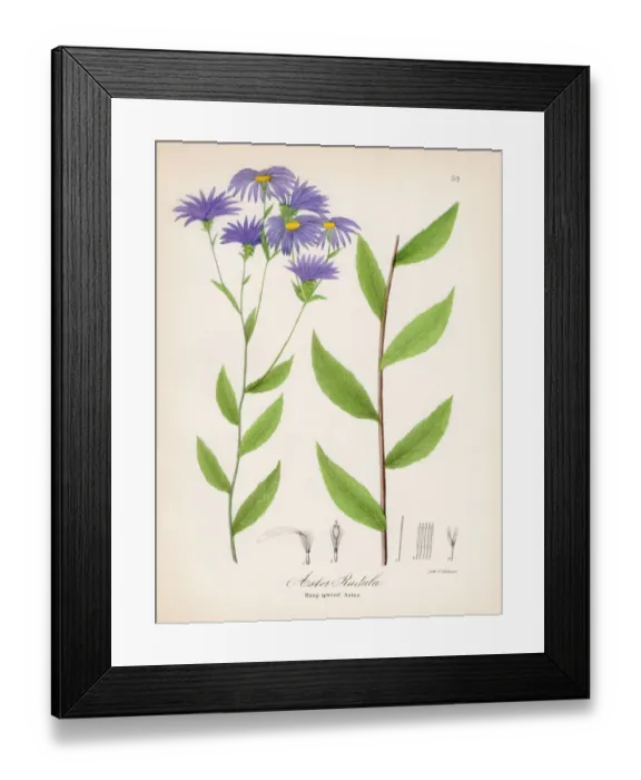 Framed Print : Rasp leaved aster botanical engraving 1843 Framed Print : Rasp leaved aster botanical engraving 1843