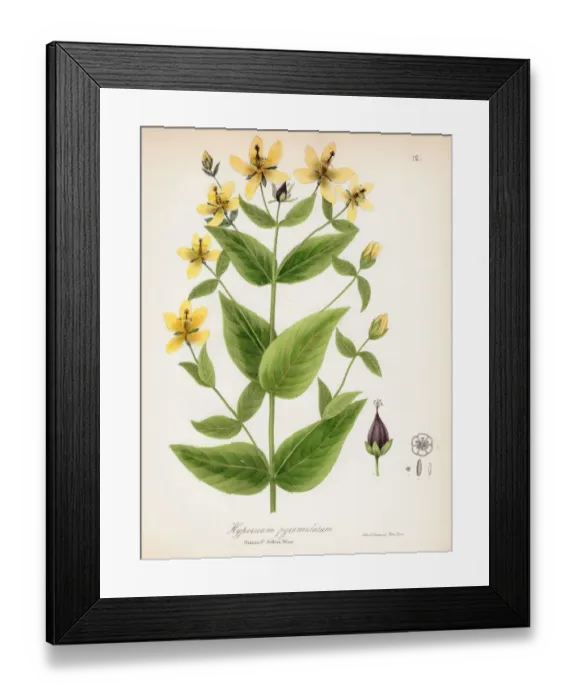 Framed Print : Great St. Johnswort botanical engraving 1843