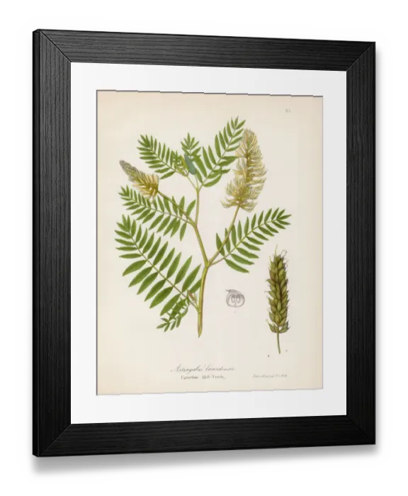 Framed Print : Canadian milk vetch botanical engraving 1843 Framed Print : Canadian milk vetch botanical engraving 1843