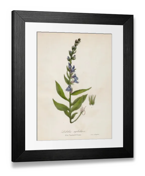 Framed Print : Blue cardinal flower botanical engraving 1843 Framed Print : Blue cardinal flower botanical engraving 1843