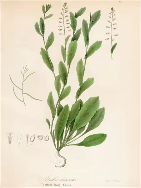 Toothed Wall Cress botanical engraving 1843