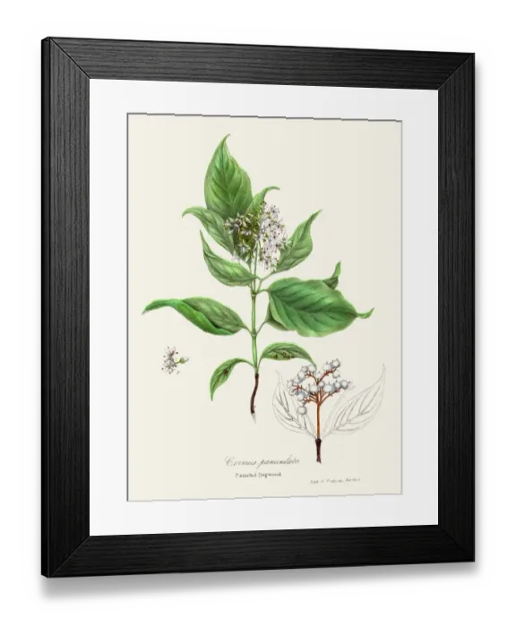 Framed Print : Panicled Dogwood botanical engraving 1843 Framed Print : Panicled Dogwood botanical engraving 1843