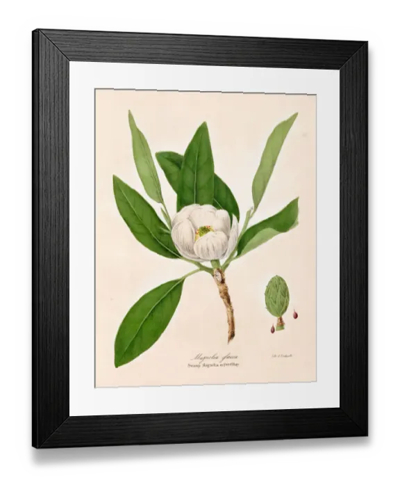Framed Print : Magnolia plant botanical engraving 1843 Framed Print : Magnolia plant botanical engraving 1843