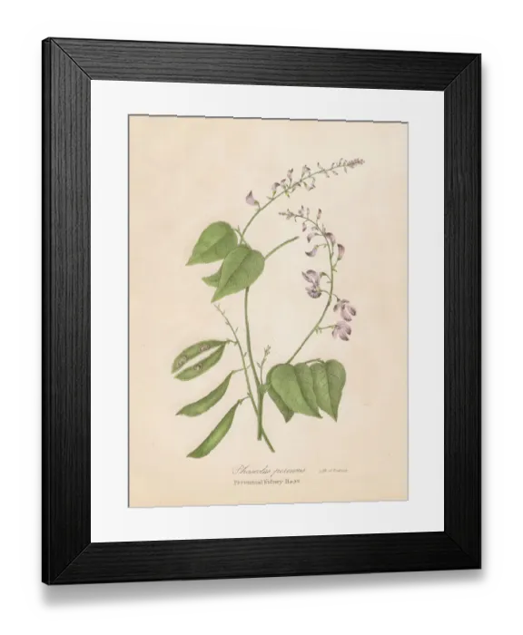 Framed Print : Kidney bean plant botanical engraving 1843 Framed Print : Kidney bean plant botanical engraving 1843