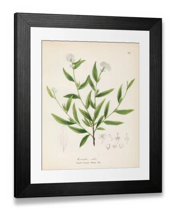 Framed Print : Jersey tea plant botanical engraving 1843 Framed Print : Jersey tea plant botanical engraving 1843