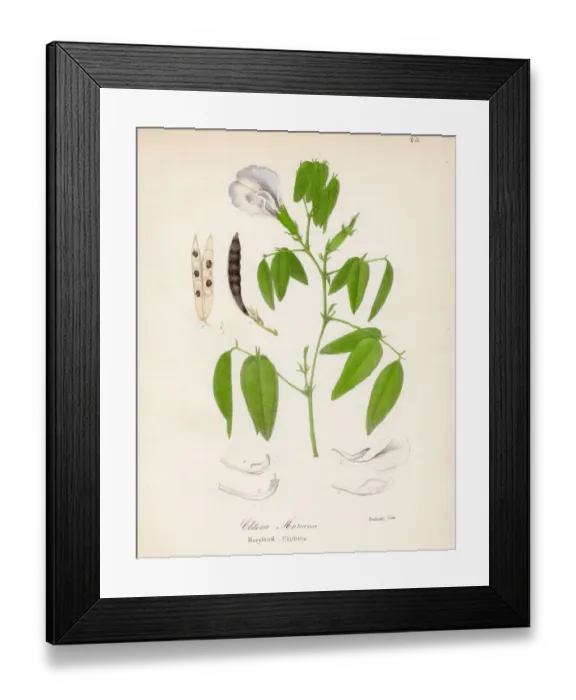 Framed Print : Maryland Butterfly-pea botanical engraving 1843 Framed Print : Maryland Butterfly-pea botanical engraving 1843