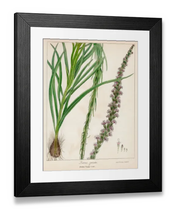 Framed Print : Button snakeroot botanical engraving 1843 Framed Print : Button snakeroot botanical engraving 1843