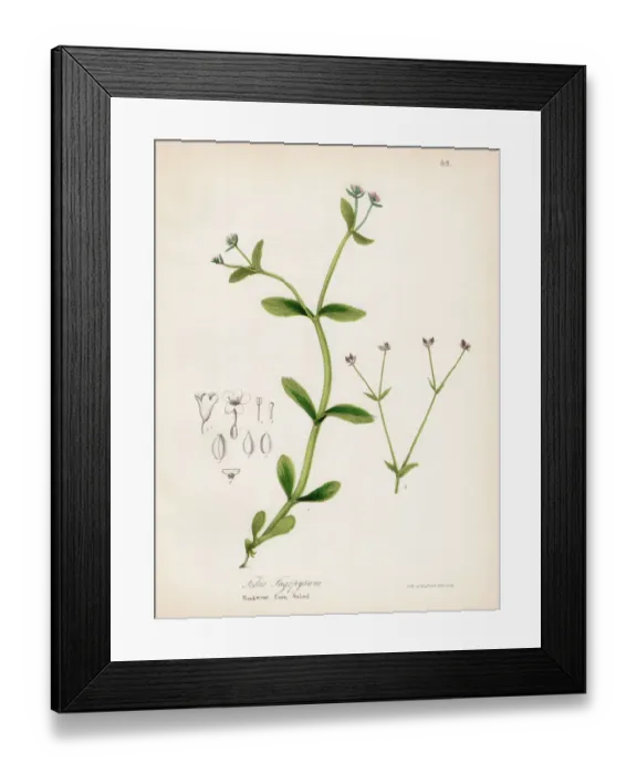 Framed Print : Buckweat Corn-Salad botanical engraving 1843 Framed Print : Buckweat Corn-Salad botanical engraving 1843