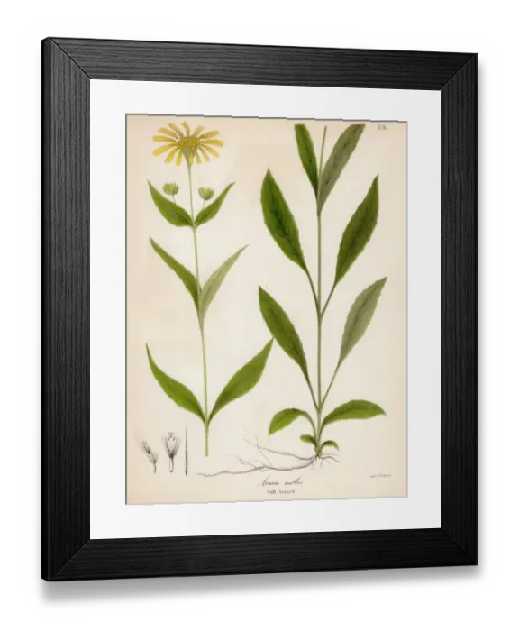 Framed Print : Soft arnica botanical engraving 1843 Framed Print : Soft arnica botanical engraving 1843