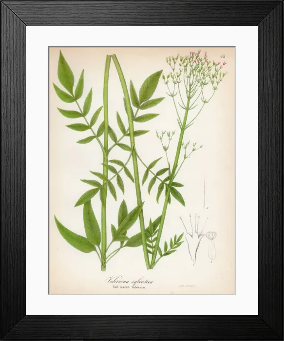 Framed Print : Valerian botanical engraving 1843 Framed Print : Valerian botanical engraving 1843