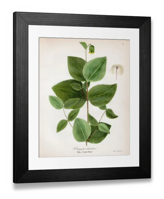 Framed Print : Silky virgin bower botanical engraving 1843 Framed Print : Silky virgin bower botanical engraving 1843