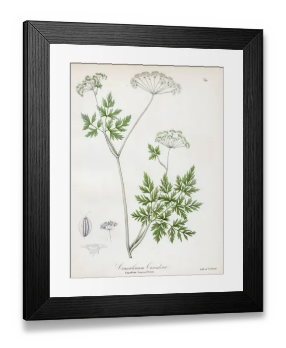 Framed Print : Hemlock parsley botanical engraving 1843 Framed Print : Hemlock parsley botanical engraving 1843