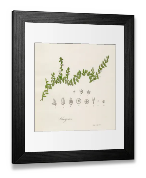Framed Print : Chiogenes plant botanical engraving 1843 Framed Print : Chiogenes plant botanical engraving 1843