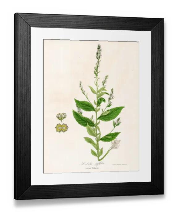 Framed Print : Indian tobacco botanical engraving 1843 Framed Print : Indian tobacco botanical engraving 1843