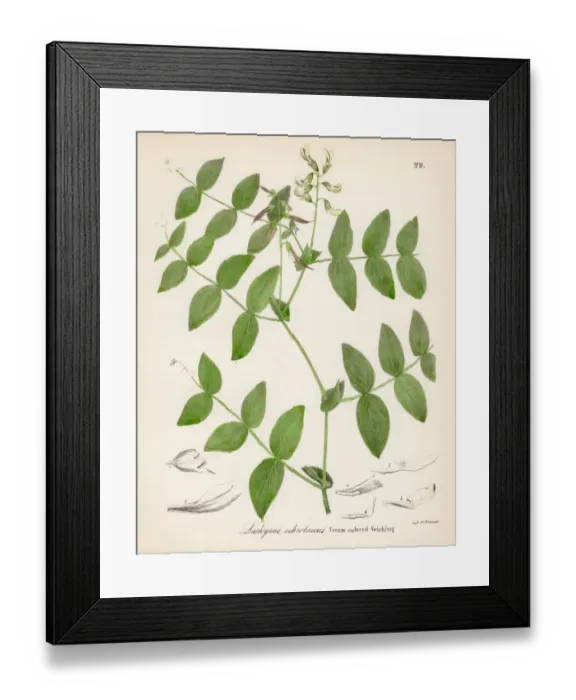 Framed Print : Wild Sweet Pea botanical engraving 1843 Framed Print : Wild Sweet Pea botanical engraving 1843