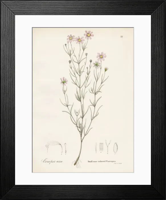 Framed Print : Coreopsis rose botanical engraving 1843 Framed Print : Coreopsis rose botanical engraving 1843