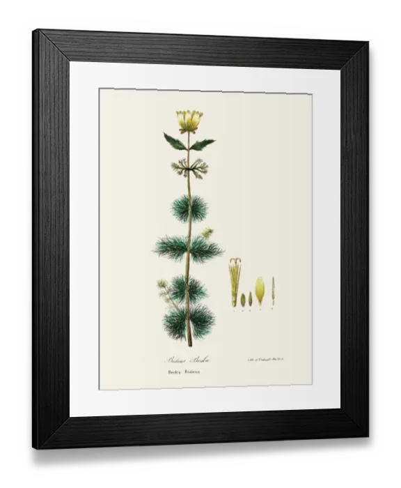 Framed Print : Bidens beckii botanical engraving 1843 Framed Print : Bidens beckii botanical engraving 1843