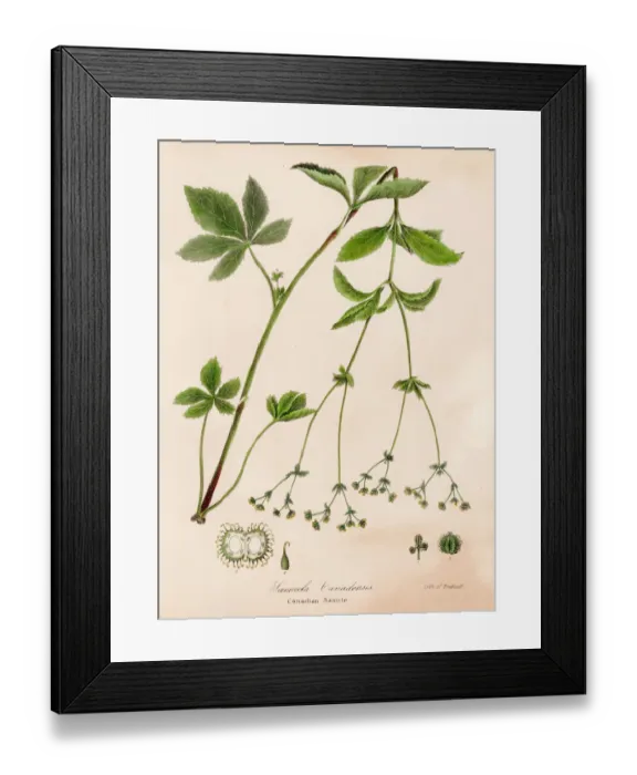 Framed Print : Canada sanicle botanical engraving 1843 Framed Print : Canada sanicle botanical engraving 1843