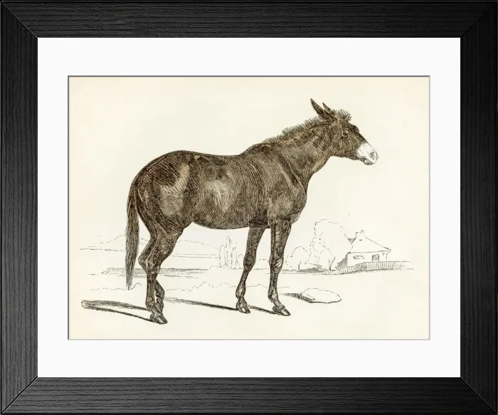 Framed Print : The mule engraving 1851 Framed Print : The mule engraving 1851